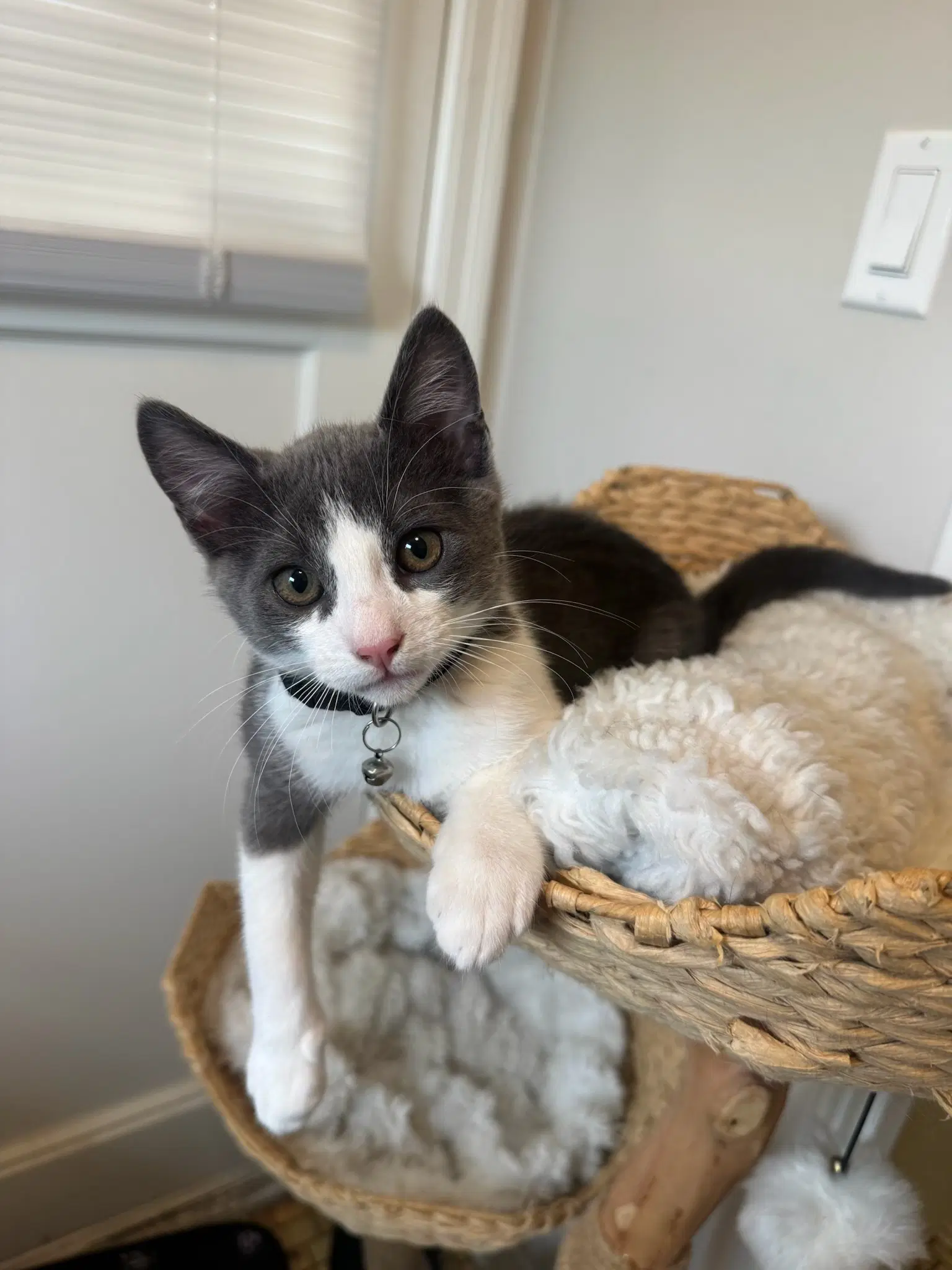 Tuna  Tofu Cp - Domestic Short Hair