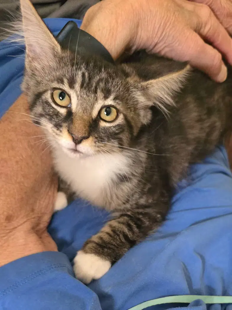 Rascal Cp - Norwegian Forest Cat