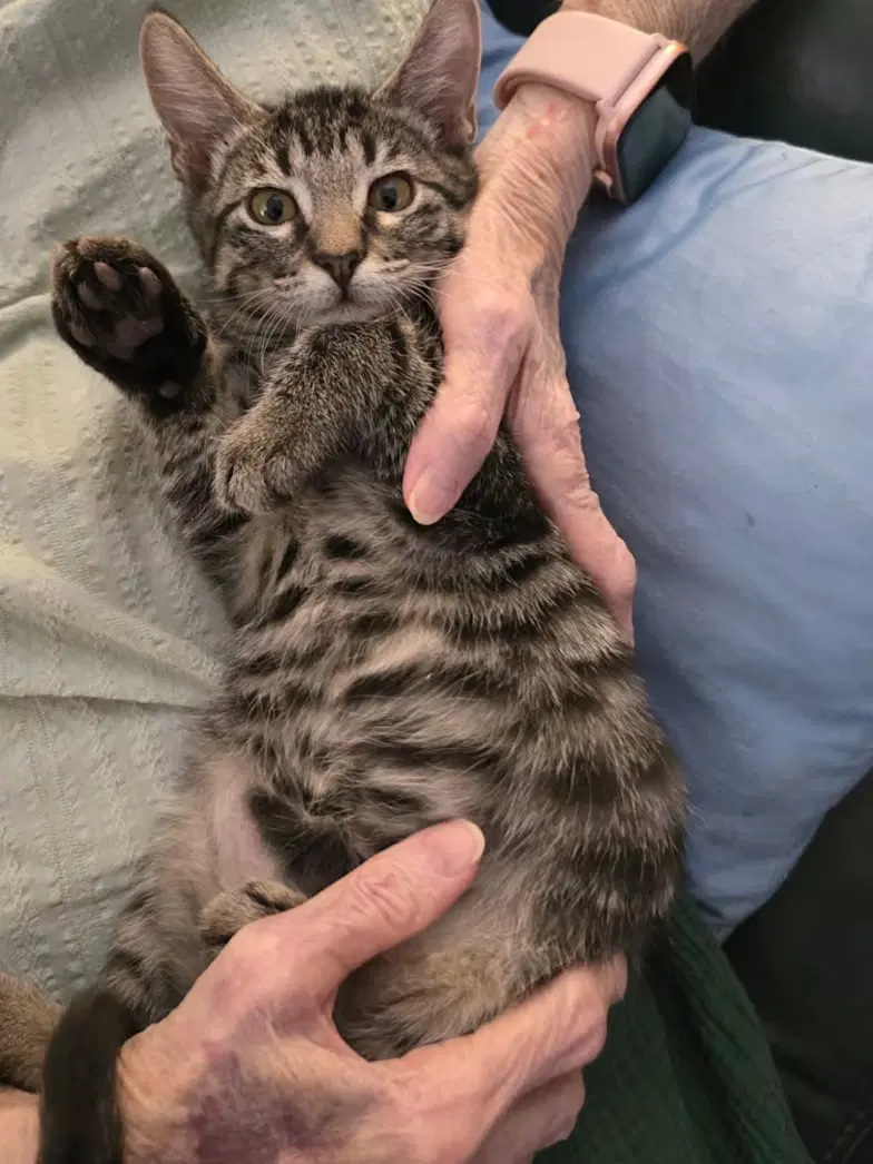 Ashley Cp - Domestic Short Hair