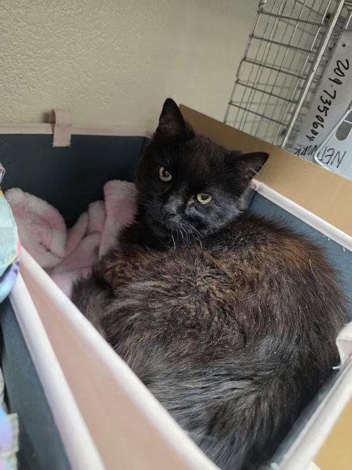 Teddy [CP], a cat for adoption from Adopt Rescue Cats CA