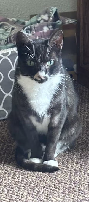 Gretchen, an adult female cat up for adoption