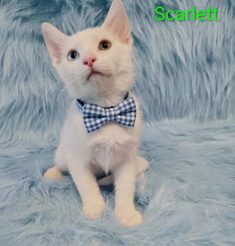 Scarlett  Bella Cp - Domestic Short Hair
