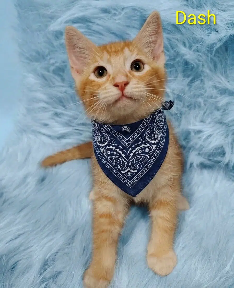 Dash  Lenox Cp - Domestic Short Hair