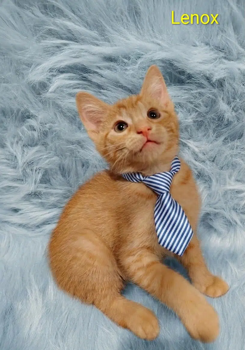 Dash  Lenox Cp image 3