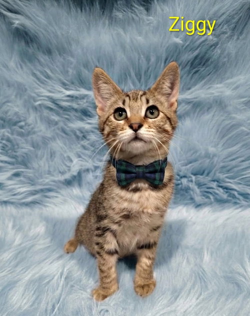 Ziggy (& Pebbles) [CP], a cat for adoption from Adopt Rescue Cats CA