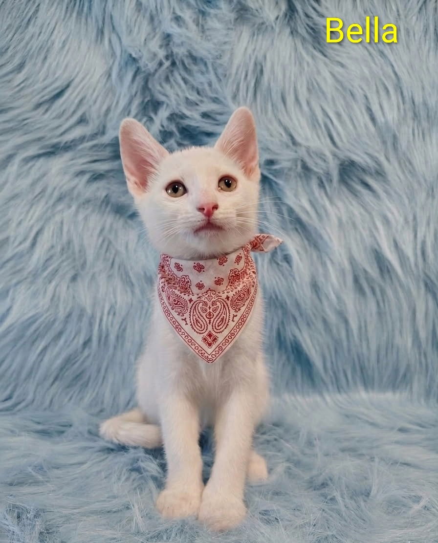 Bella (& Scarlett) [CP], Domestic Short Hair