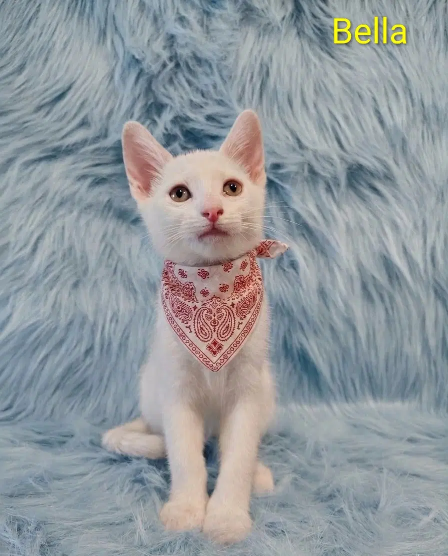 Bella  Scarlett Cp - Domestic Short Hair