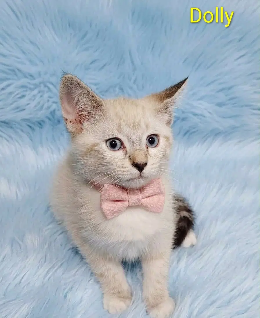 Dolly  Kodiak Cp - Domestic Short Hair