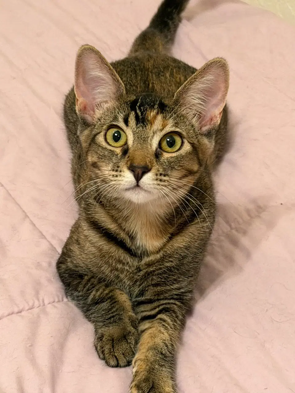 Mango  Tango Cp - Domestic Short Hair