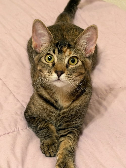 Mango (& Tango) [CP], a cat for adoption from Adopt Rescue Cats CA