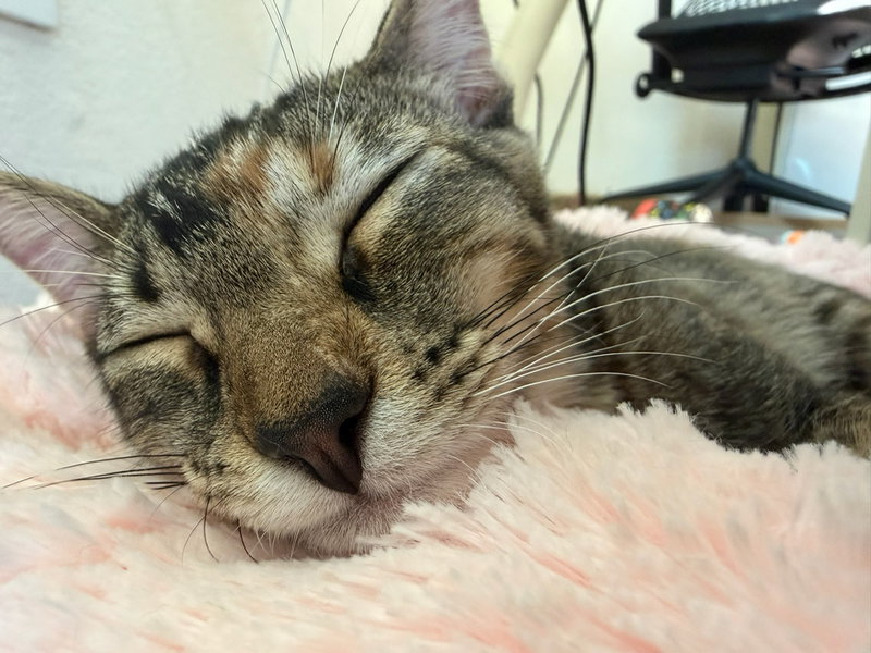 Mango, photo 2