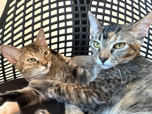 Photo 4 of Mango (& Tango) [CP]
