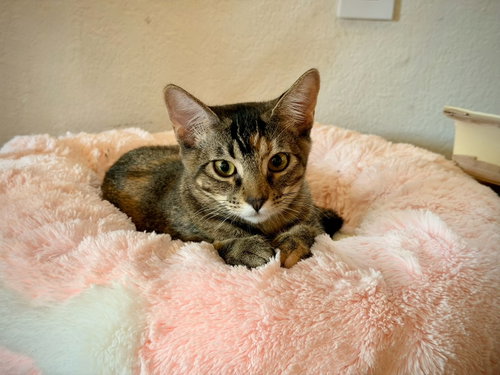 Photo 3 of Mango (& Tango) [CP]