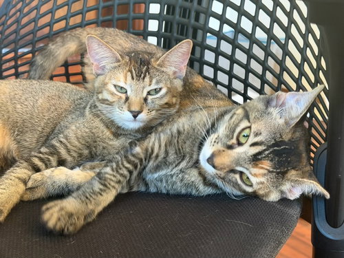Photo 4 of Tango (& Mango) [CP]