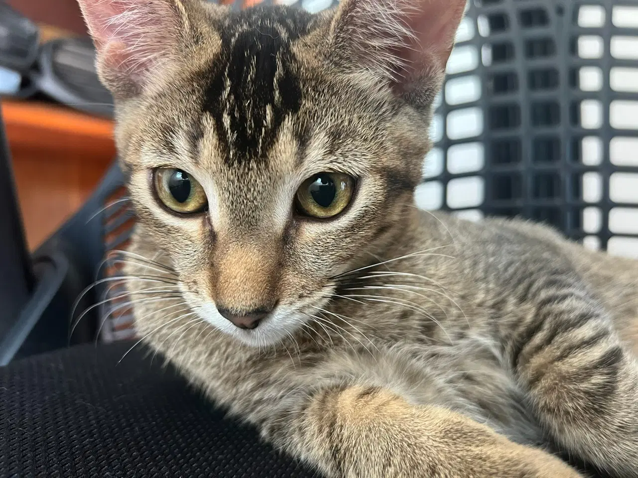 Jumbles  Tumbles Cp - Domestic Short Hair