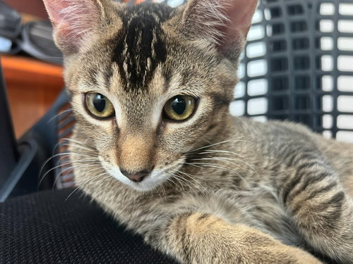Jumbles (& Tumbles) [CP], a cat for adoption from Adopt Rescue Cats CA