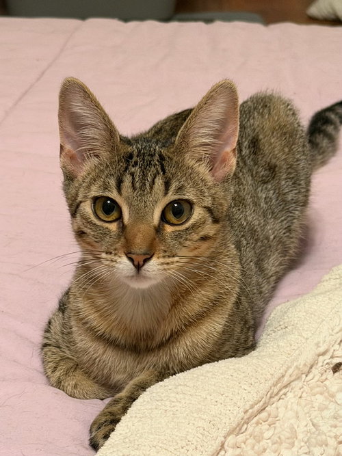 Tumbles (& Jumbles) [CP], a cat for adoption from Adopt Rescue Cats CA