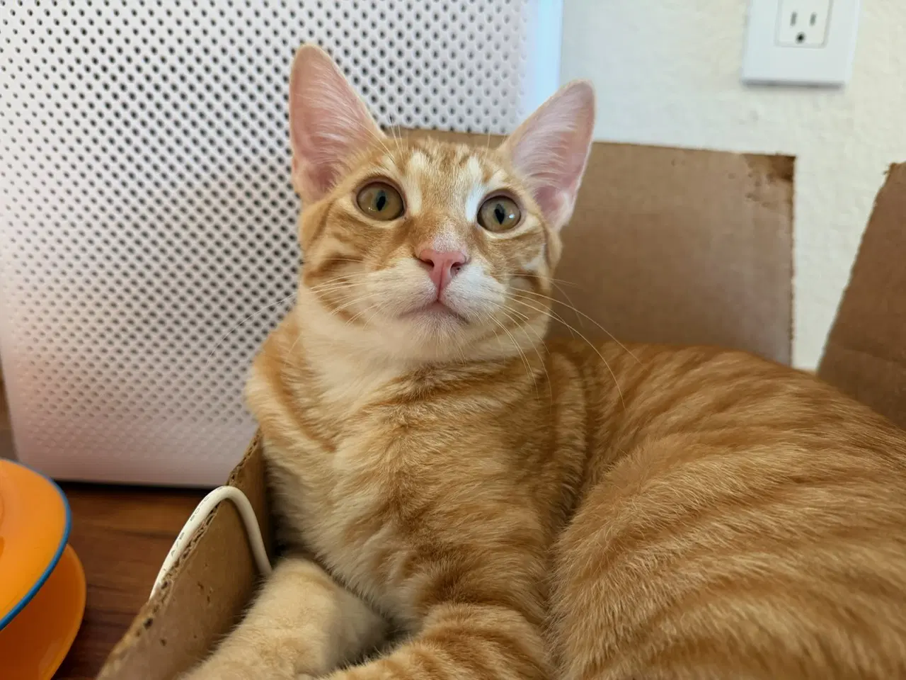 Marmalade - Domestic Short Hair