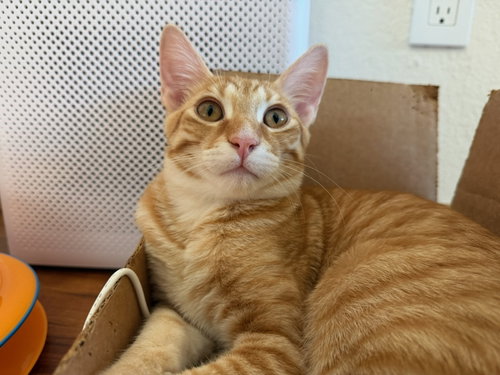 Marmalade, a cat for adoption from Adopt Rescue Cats CA