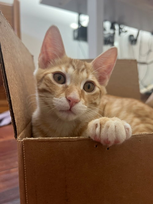 Photo 3 of Marmalade