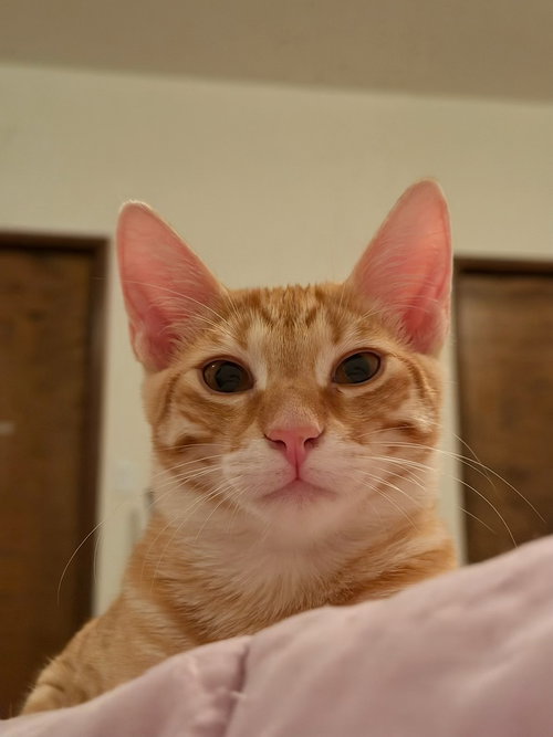 Photo 4 of Marmalade