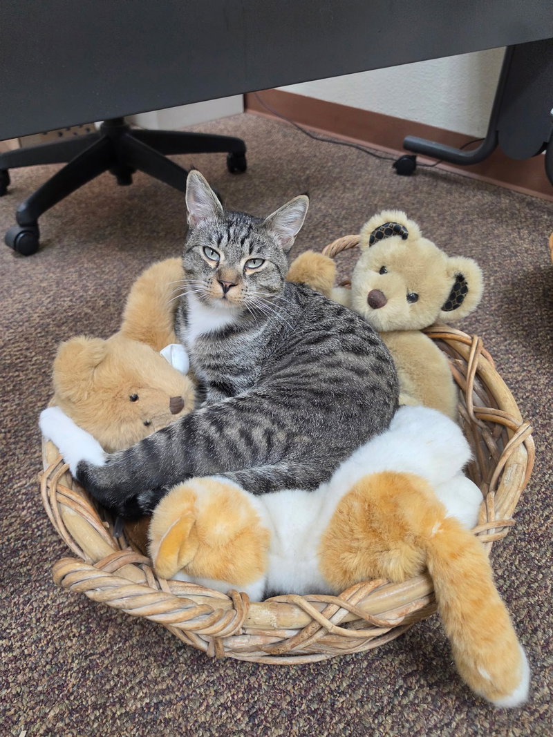 Leo, an adult male cat up for adoption