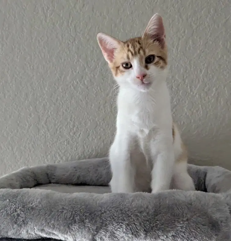 Maverick Cp - Domestic Short Hair