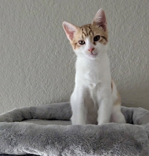 Maverick, a young male cat up for adoption