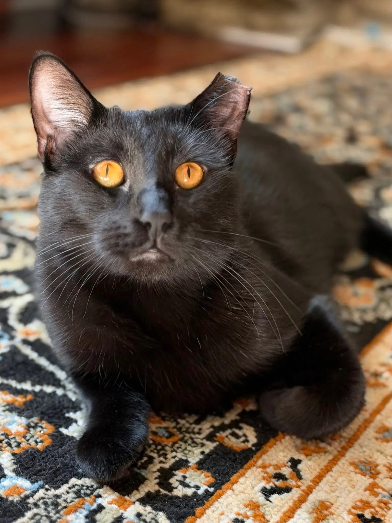 Asher Cp - Domestic Short Hair