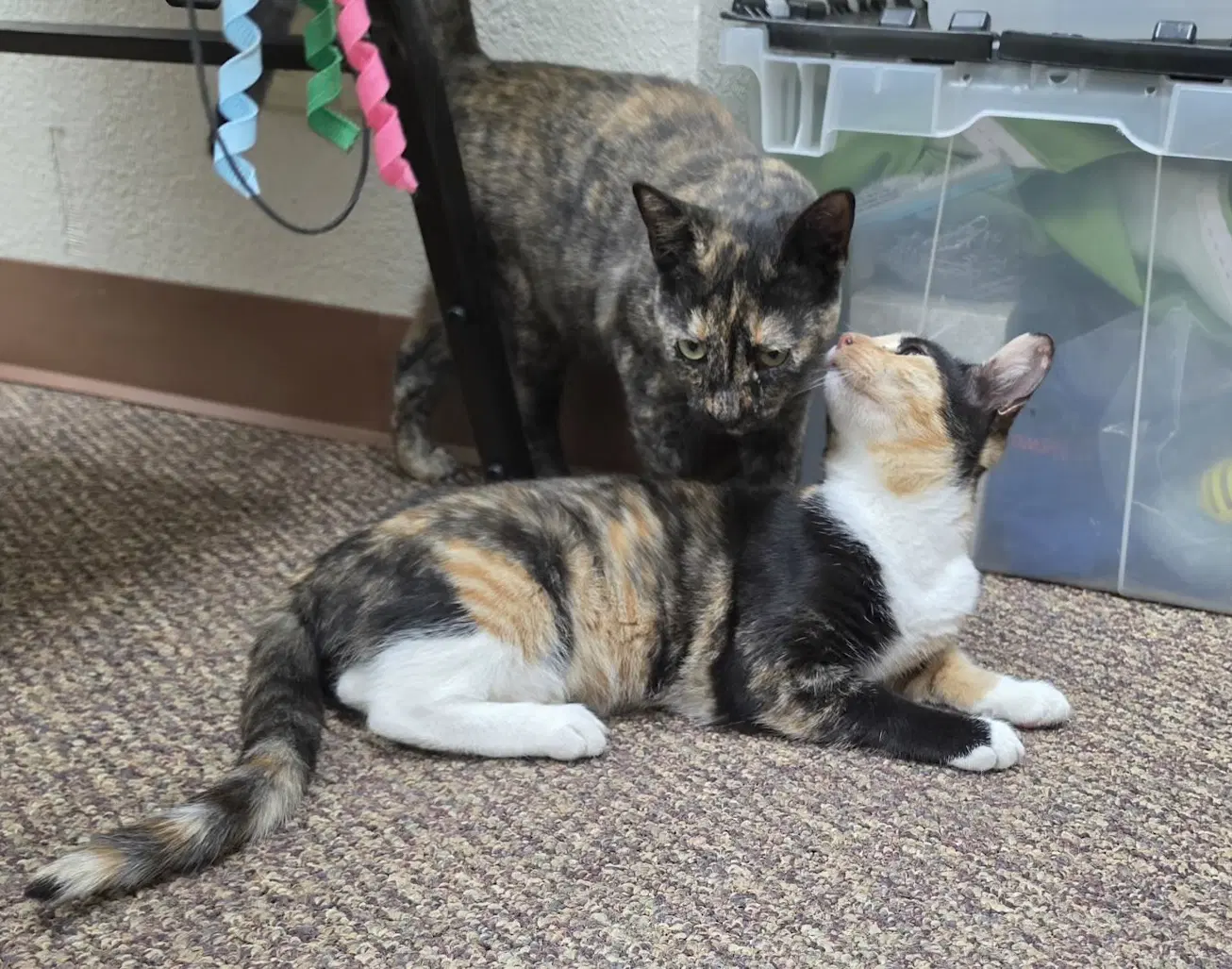 Callie Cp - Calico