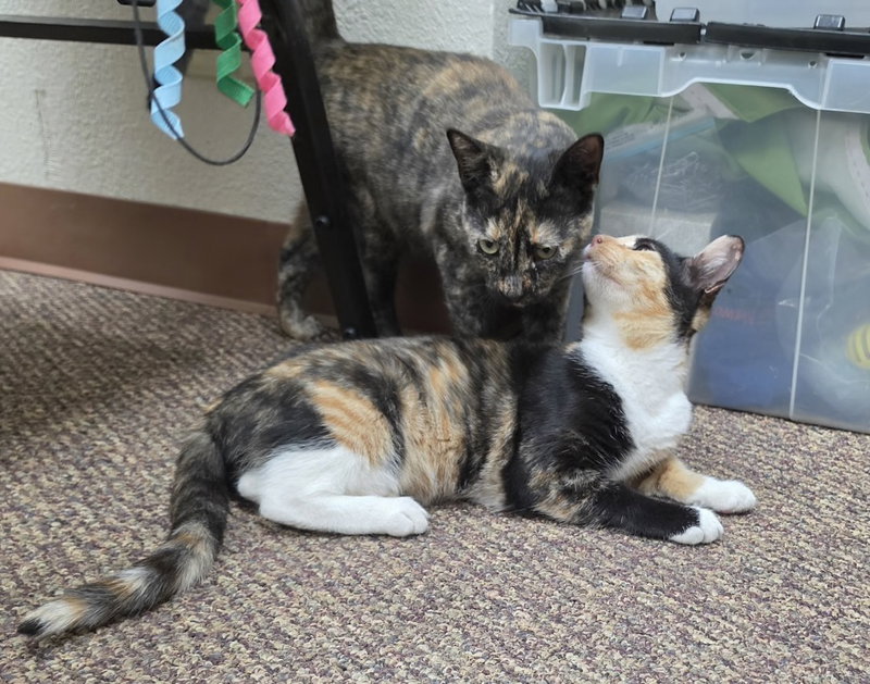 Callie, a young female Calico cat up for adoption