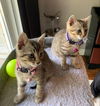 Flower Kitties