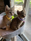 Flower Kitties