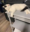 Spot