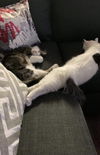 Spot
