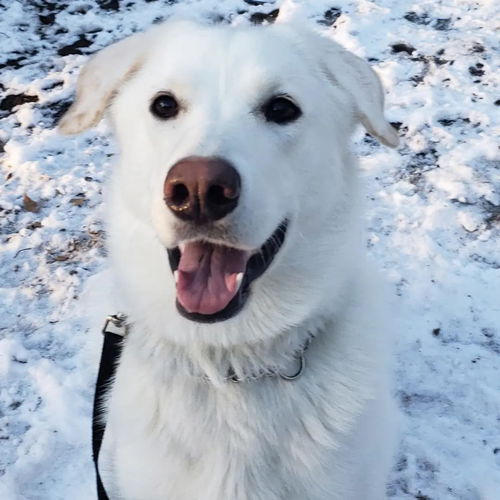 Polar Bear
