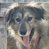 adoptable Dog in , ON named CLEOPATRA