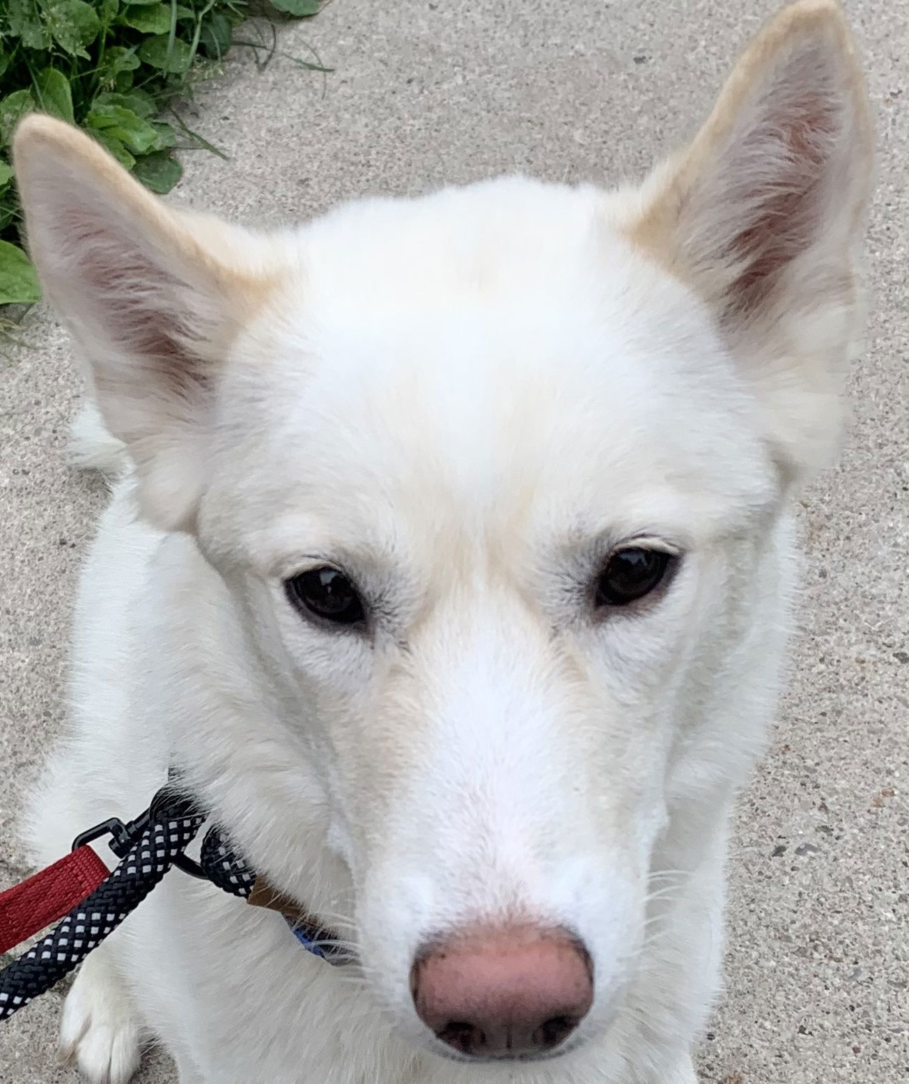 adoptable Dog in Barrie, ON named DREAM