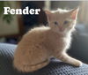 FENDER