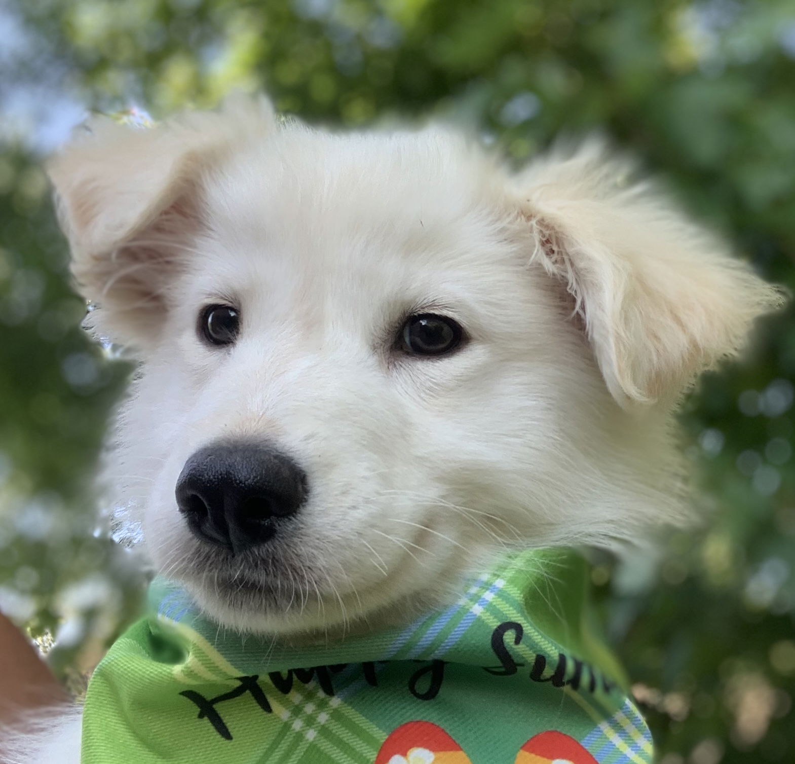 adoptable Dog in Barrie, ON named GABBANA