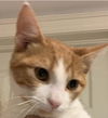 adoptable Cat in , ON named BURBERRY