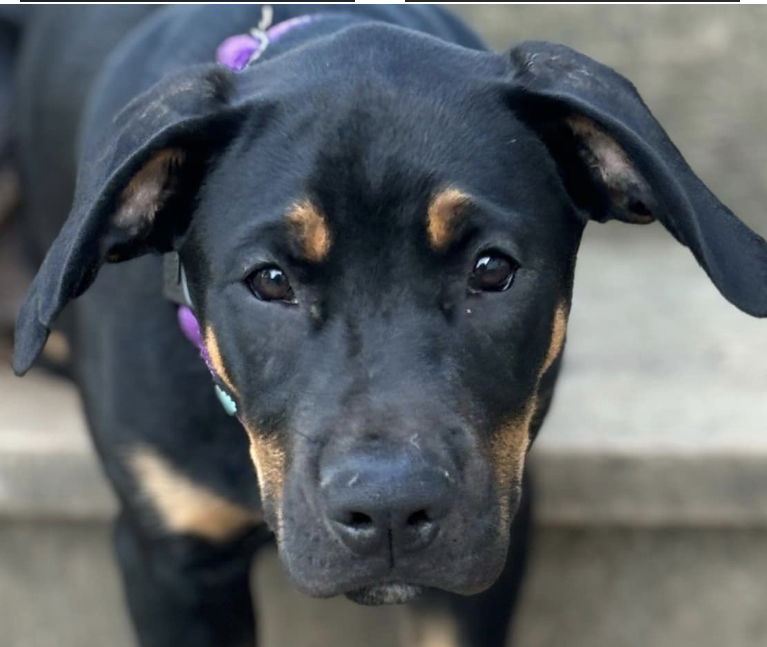 adoptable Dog in Barrie, ON named AQUARIUS