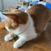 SHAMROCK