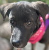 adoptable Dog in  named CHIVE