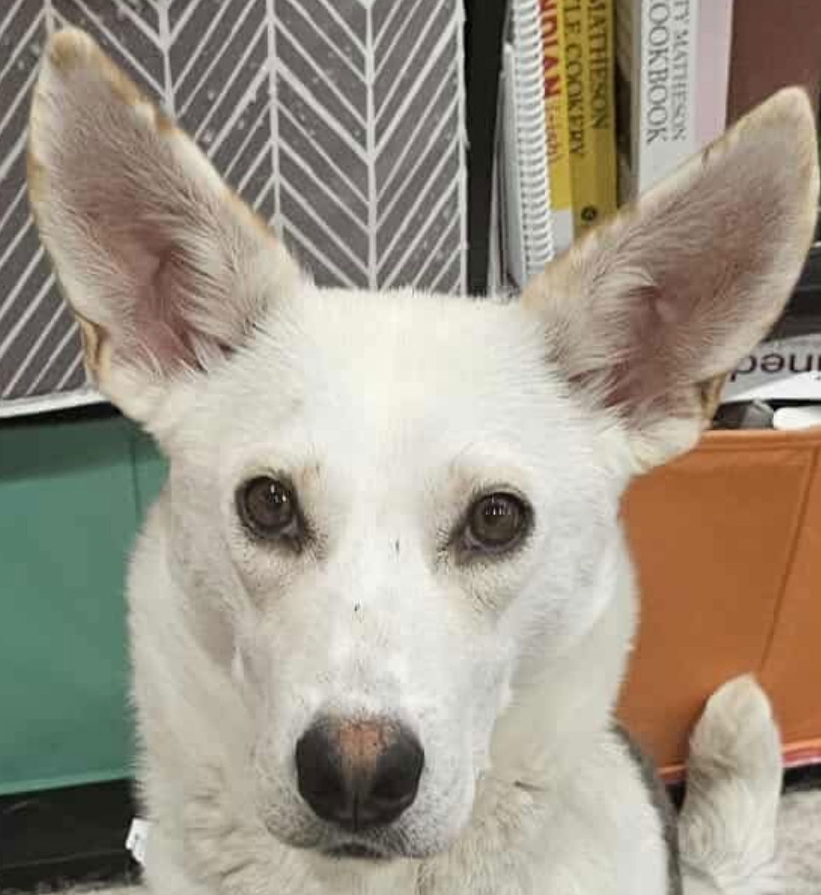 adoptable Dog in Barrie, ON named LUMINOX
