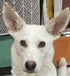 adoptable Dog in  named LUMINOX