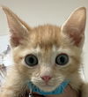 adoptable Cat in  named ZIRCON