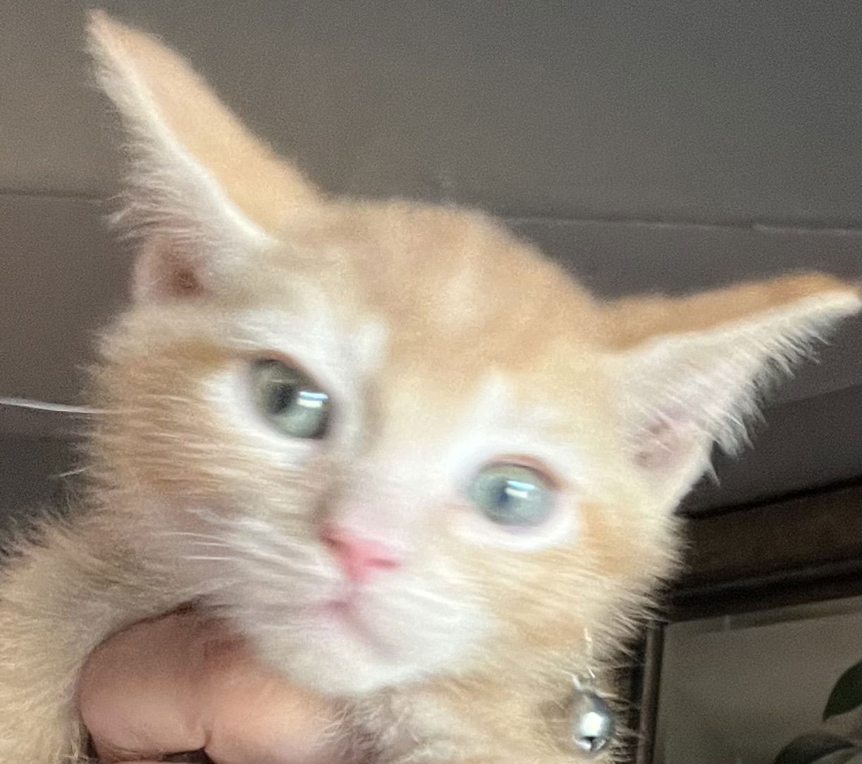 adoptable Cat in Barrie, ON named ZIRCON