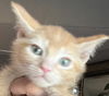adoptable Cat in  named ZIRCON