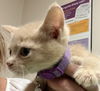 adoptable Cat in  named TIGER EYE